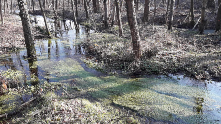 ALPSTREAM per la “Riqualificazione e riconnessione di risorgive afferenti al Torrente Pellice”