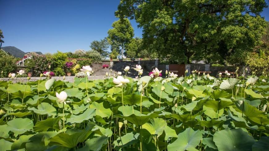 Immagine di locandina